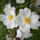 Scheier Gertrud 2.JPG