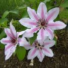 Scheier Gertrud 4.JPG