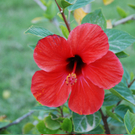 Schuster Robert 1.JPG