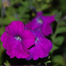 Schuster Robert 2.JPG