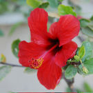 Schuster Robert 3.JPG