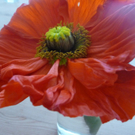 Stadelmann Sabine 2.JPG