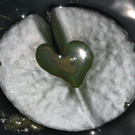 Steger Michaela 2.JPG