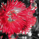 Steger Michaela 3.JPG