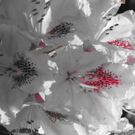 Steger Michaela 4.JPG