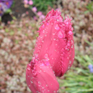 Summer Christine 1.JPG