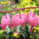 Summer Christine 2.JPG