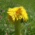 Summer Christine 3.JPG