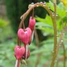 Summer Christine 4.JPG