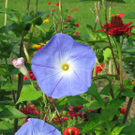 Tieber Bettina 1.JPG