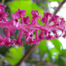 Vellacher Sascha 1.JPG