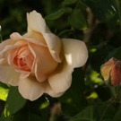 Warger Barbara 1.JPG