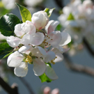 Wohlgenannt G__nter.JPG