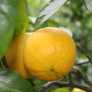 Fotowettbewerb: Frühling & Garten II - Garten