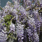 Gussger Christian 2.JPG