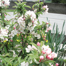 Manser Christa 1.JPG