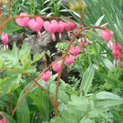 Manser Christa 2.JPG