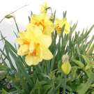 Manser Christa 3.JPG