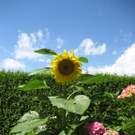 Mathis Patricia 1.JPG