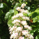 Scheffknecht Karin 3.JPG