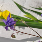 Str__hle Reinhard 1.JPG