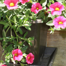 Summer Christine 1.JPG