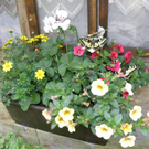 Summer Christine 3.JPG