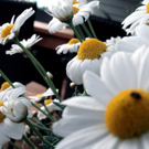 Zimmermann Thomas 1.JPG