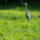 Fotowettbewerb: Frühling & Garten III - Landschaft