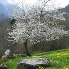 Ender Gottfried 1.JPG