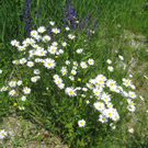 Ender Gottfried 2.JPG