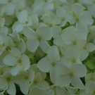 G__chter Nadine 1.JPG