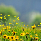 Kresser Gerhard 1.JPG