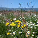 Loacker Hermann 5.JPG