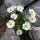 Loacker Hermann 6.JPG