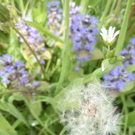 Scheffknecht Karin 1.JPG