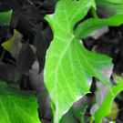 Steger Michaela 1.JPG