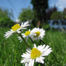 Steger Michaela 2.JPG