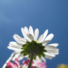 Vallaster Claudia 1.JPG