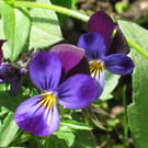 Vallaster Claudia 2.JPG