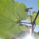 Vellacher Sascha.JPG