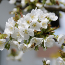 Weing__rtner Rudi 1.JPG