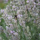 Fotowettbewerb: Frühling & Garten IV - Kleine Wunder