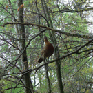 Bitschnau Siegmund 1.JPG