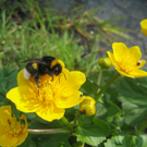 Ender Gottfried 1.JPG