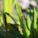 Fr__wis Rudolf 1.JPG