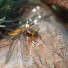 Fr__wis Rudolf 2.JPG