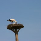 Muther herbert 1.JPG