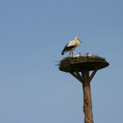 Muther Herbert 2.JPG