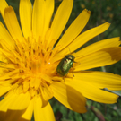 Peter Alexander 1.JPG